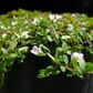 Lemon Bacopa