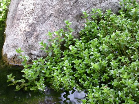 Lemon Bacopa