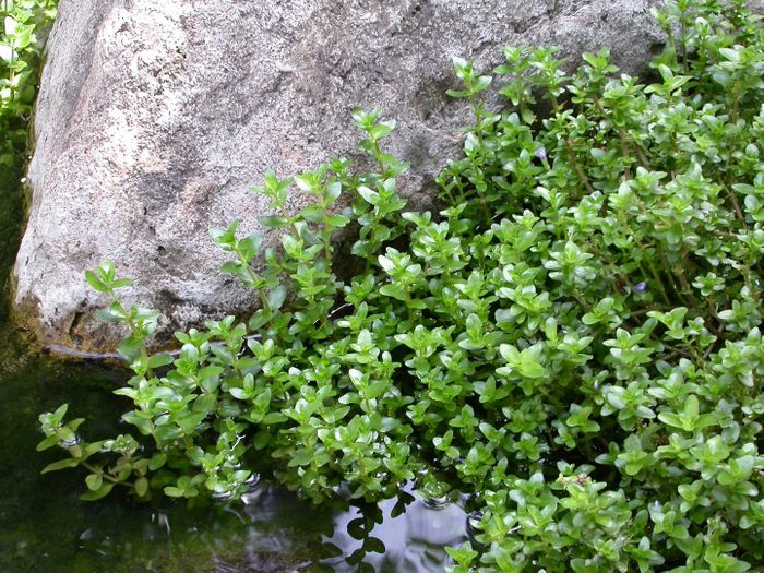 Lemon Bacopa (Bacopa Caroliniana)