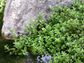 Lemon Bacopa (Bacopa Caroliniana)