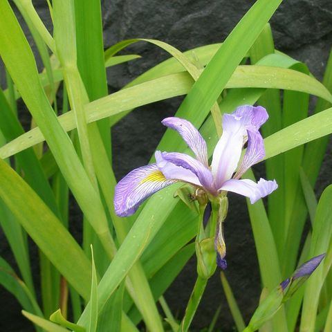 Water Iris