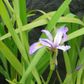 Water Iris