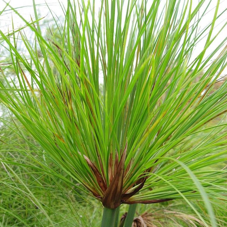 Egyptian Paper Rush (Cyperus Papyrus)