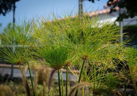 Egyptian Paper Rush (Cyperus Papyrus)