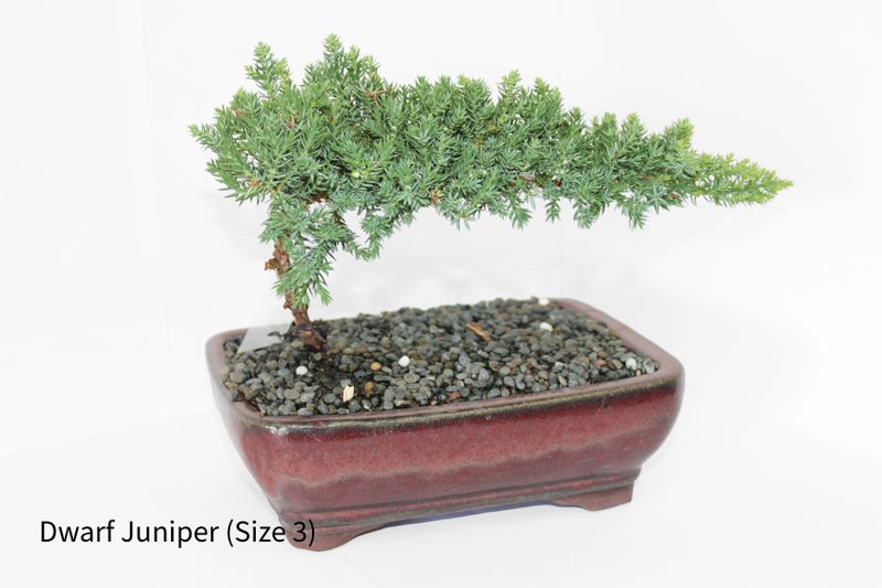 Bonsai Tree (Size #4 | 250mm Pot)