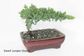 Bonsai Tree | Size #4 (250mm Pot)