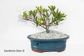 Bonsai Tree | Size #4 (250mm Pot)