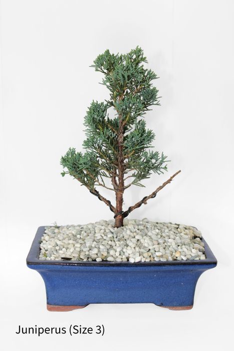 Bonsai Tree | Size #4 (250mm Pot)