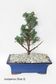 Bonsai Trees