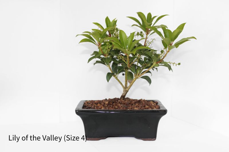 Bonsai Tree | Size #3 (200mm Pot)