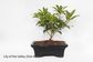 Bonsai Tree | Size #3 (200mm Pot)