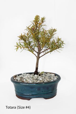 Bonsai Tree