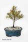 Bonsai Tree | Size #3 (200mm Pot)