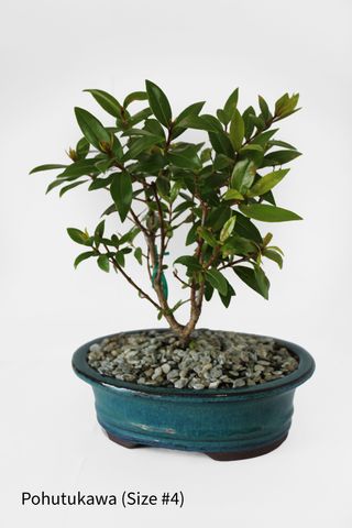 Bonsai Tree