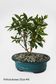 Bonsai Tree | Size #3 (200mm Pot)