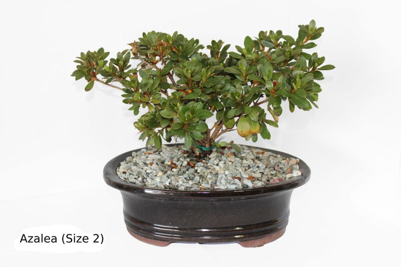 (Bonsai Tree) Size #2 | 150mm (6") Pot