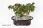 Bonsai Tree | Size #2 (150mm Pot)