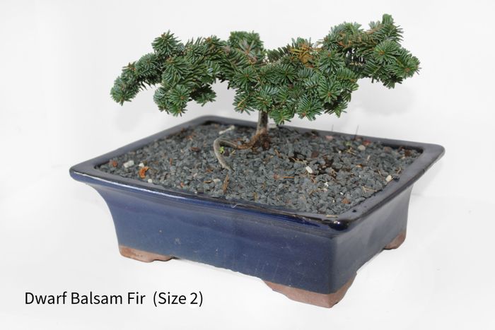 Bonsai Tree | Size #2 (150mm Pot)