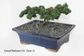 Bonsai Tree | Size #2 (150mm Pot)