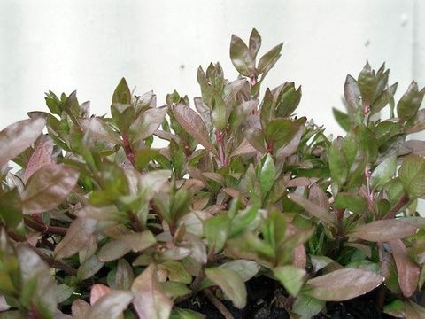 Dwarf Hygrophila