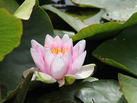 Lotus (Nelumbo Nucifera)