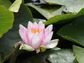 Lotus (Nelumbo Nucifera)