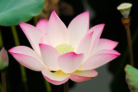 Lotus (Nelumbo Nucifera)