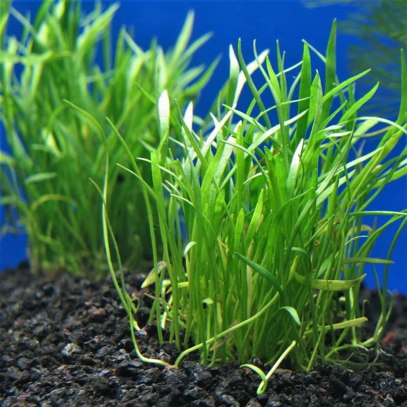 NZ Micro Sword Grass ( Lilaeopsis Novae Zelandiae)