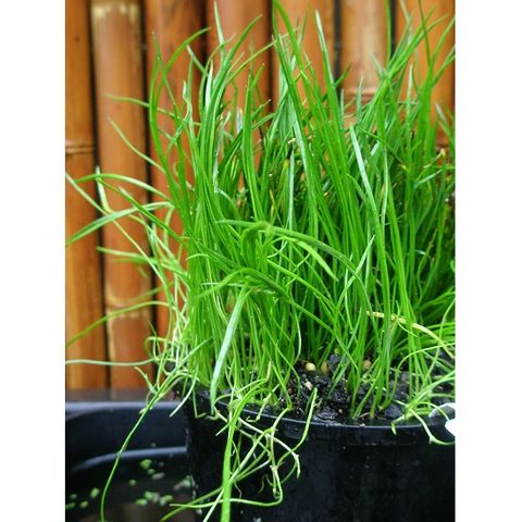 NZ Micro Sword Grass ( Lilaeopsis Novae Zelandiae)