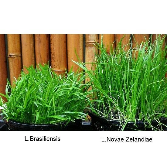 NZ Micro Sword Grass ( Lilaeopsis Novae Zelandiae)