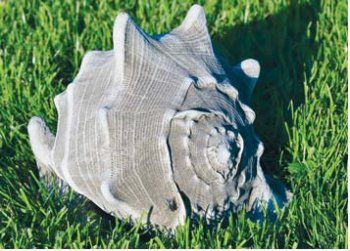 Conche Shell