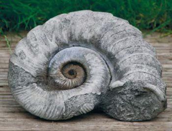 Large Ammonite
