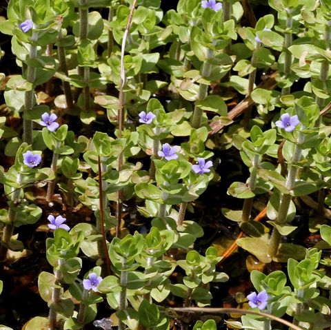 Hairy Bacopa