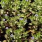 Hairy Bacopa (Bacopa Lanigera)