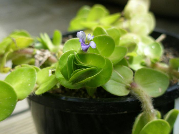 Hairy Bacopa (Bacopa Lanigera)