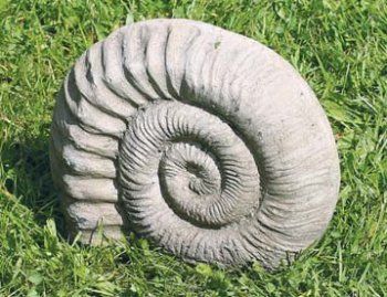 Small Ammonite