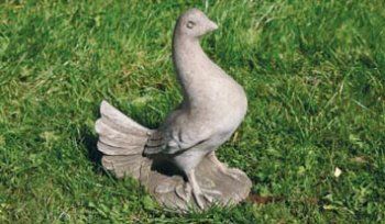 Dove with Closed Tail