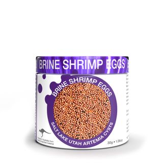 Brine Shrimp Eggs