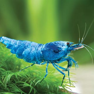 Freshwater Shrimp