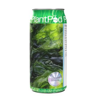 Saltwater MacroAlgae