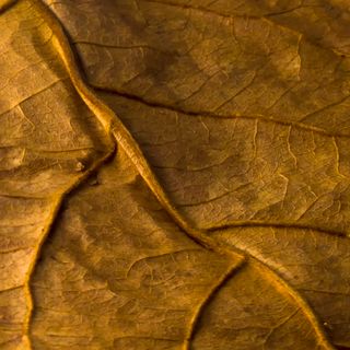 Indian Almond Leaves