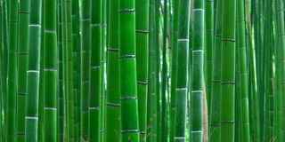 Bamboo Forest M 40X60cm