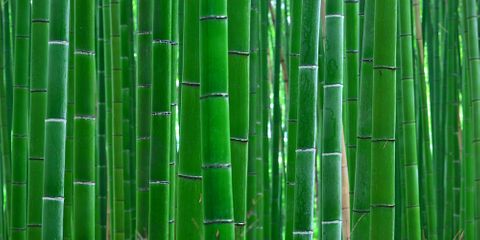 Bamboo Forest 3 Sizes