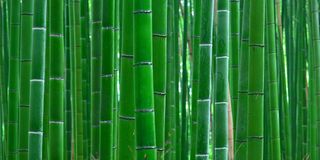Bamboo Forest L 60X90cm