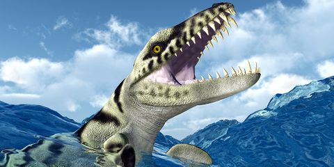 Dakosaurus 3 Sizes