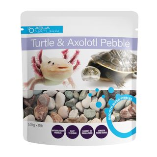 Turtle & Axolotl