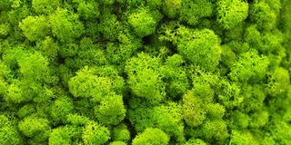 Moss Wall 3 Sizes