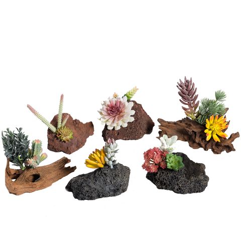 Splash Terrarium Pack X 6