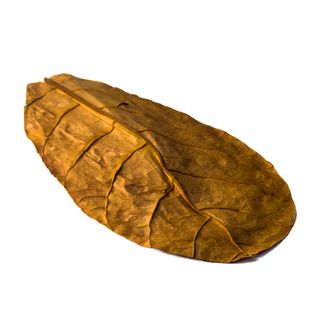Indian Almond Leaves 10 Pack