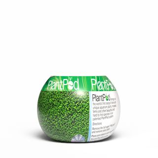 Fern Moss Small